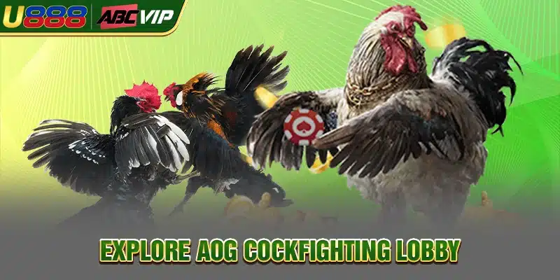 Explore AOG cockfighting lobby