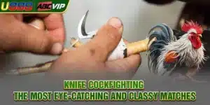 Knife Cockfighting - The Most Eye-Catching And Classy Matches