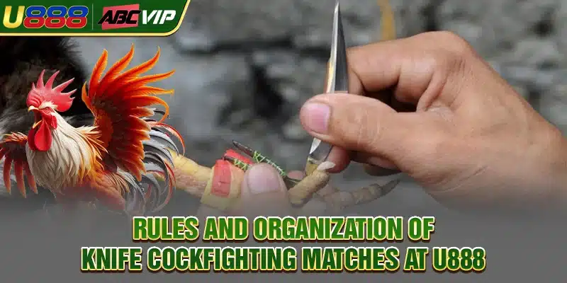 Rules and organization of knife cockfighting matches at U888